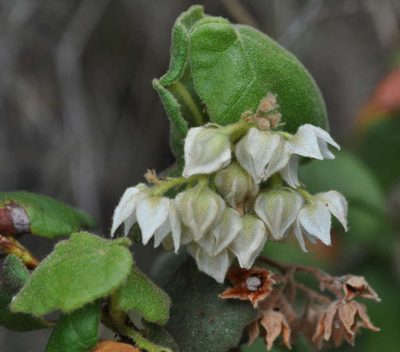 Lasiopetalum schulzenii, photographed by Kevin Sparrow