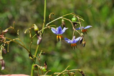 Dianella callicarpa, photographed by Kevin Sparrow