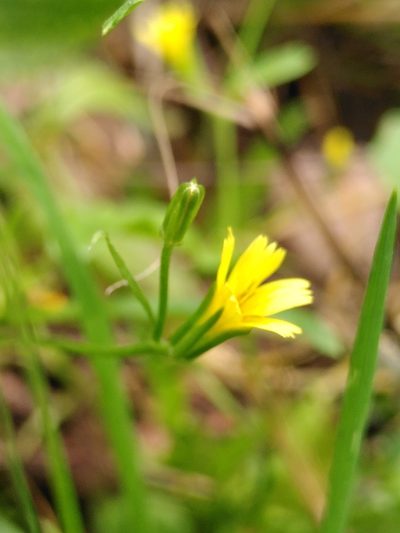 Rhagadiolus edulis, photographed by Yves Bas