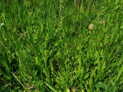 Succisella inflexa, photographed by Christian Berg