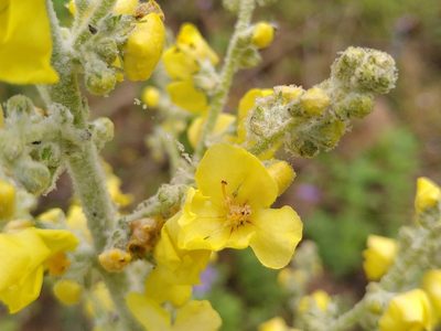 Verbascum pulverulentum, photographed by Yves Bas