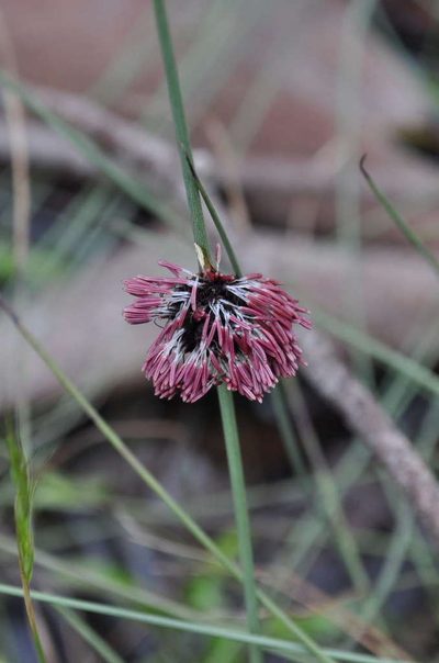 Chorizandra enodis, photographed by Kevin Sparrow
