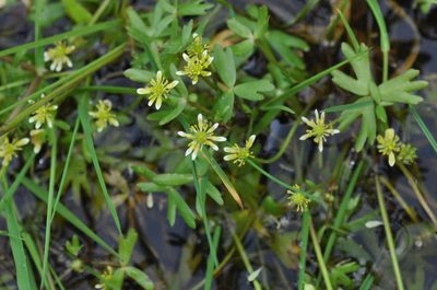 Ranunculus amphitrichus, photographed by Kevin Sparrow