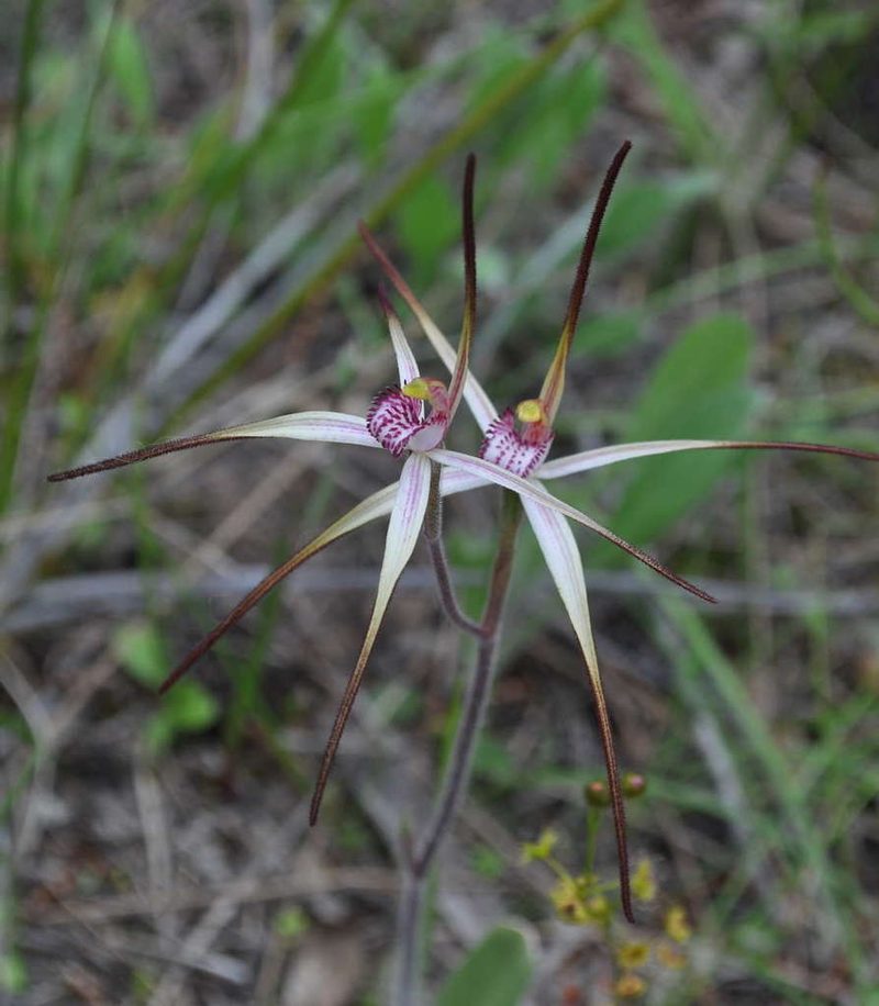 Caladenia versicolor, photographed by Kevin Sparrow