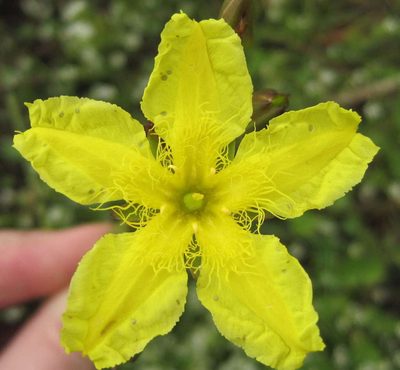 Ornduffia reniformis, photographed by Kevin Sparrow