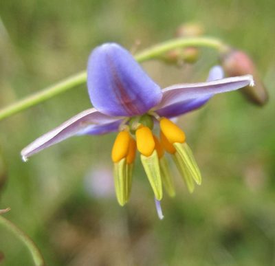 Dianella callicarpa, photographed by Kevin Sparrow