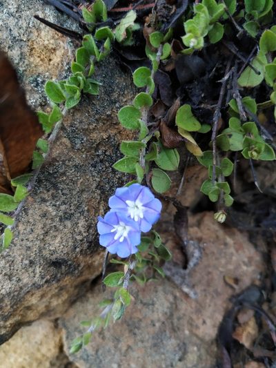 Evolvulus bogotensis, photographed by Andrés Ramírez-Barrera