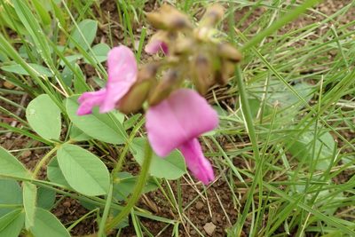 Tephrosia macropoda, photographed by Peter Warren