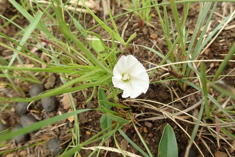 Ipomoea simplex, photographed by Peter Warren