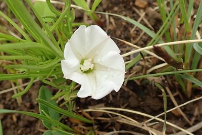 Ipomoea simplex, photographed by Peter Warren