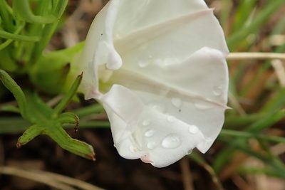 Ipomoea simplex, photographed by Peter Warren
