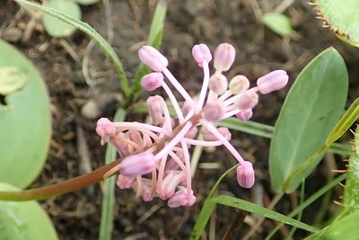 Ledebouria sandersonii, photographed by Peter Warren