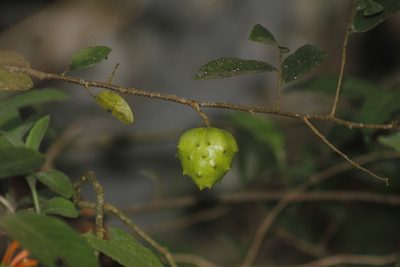 Annona globiflora, photographed by Juan Cruzado Cortés