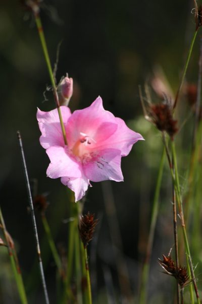 Gladiolus meridionalis, photographed by Sean Privett