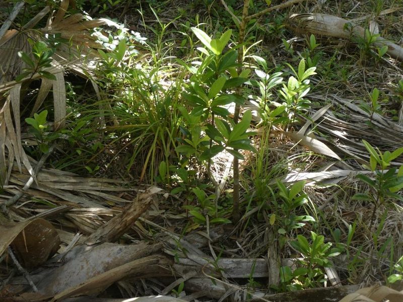 Carex bermudiana, photographed by Alison Copeland