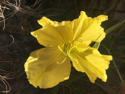 Oenothera brachycarpa, photographed by Bob Nieman