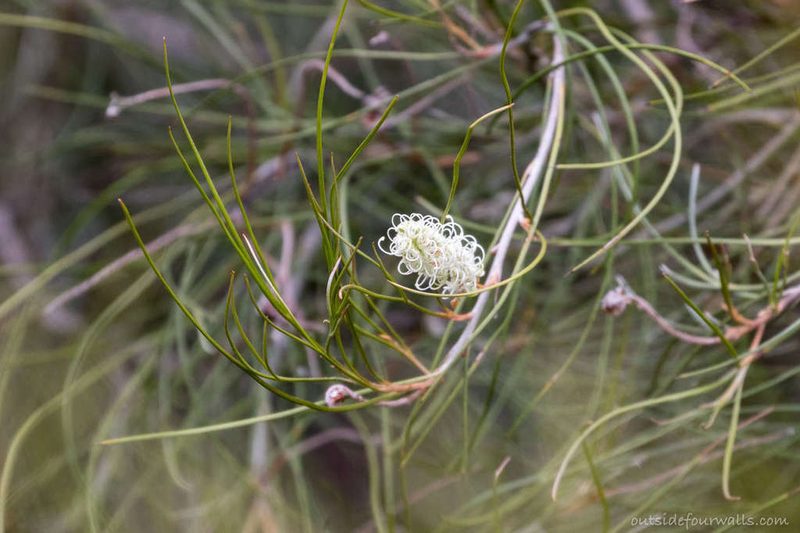 Grevillea pterosperma, photographed by outsidefourwalls