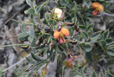 Daviesia arenaria, photographed by linleymcg