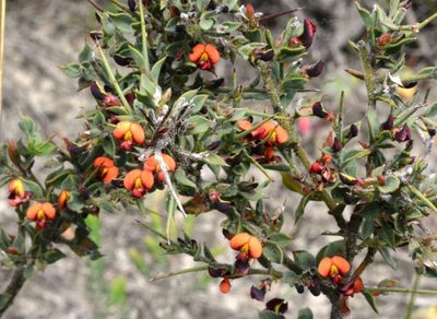 Daviesia arenaria, photographed by linleymcg
