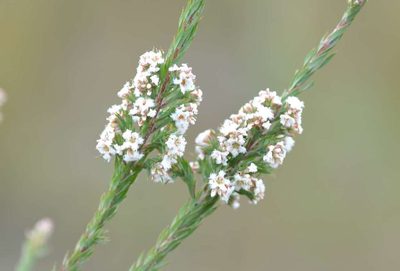 Leucopogon glacialis, photographed by linleymcg