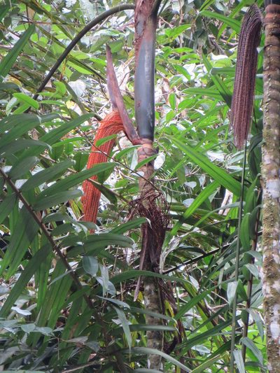 Oenocarpus mapora, photographed by Jens-Christian Svenning