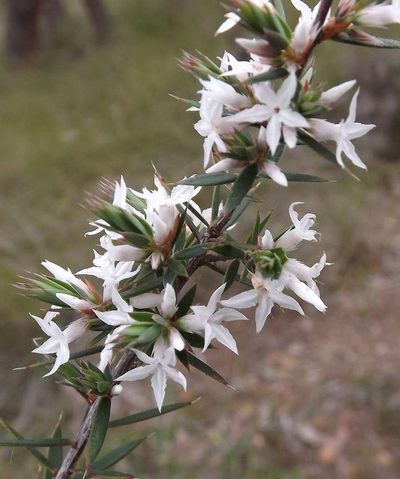 Brachyloma depressum, photographed by linleymcg