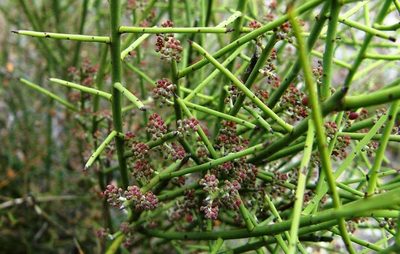 Leptomeria aphylla, photographed by linleymcg