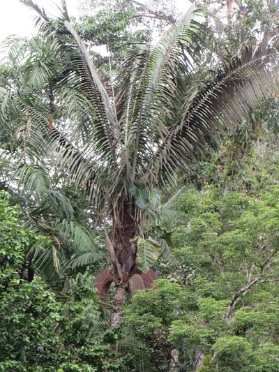 Oenocarpus bataua, photographed by Jens-Christian Svenning