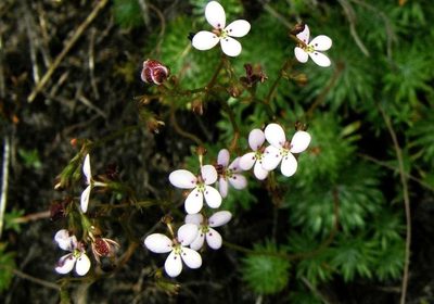 Stylidium soboliferum, photographed by linleymcg