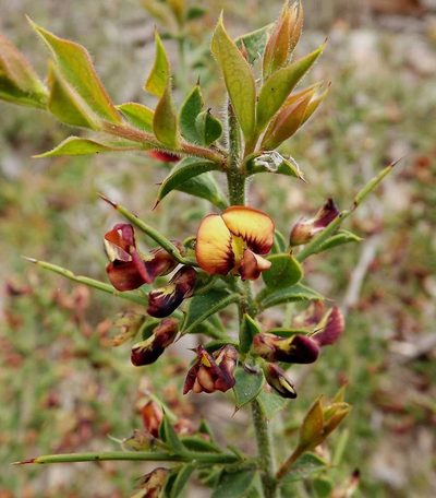 Daviesia arenaria, photographed by linleymcg