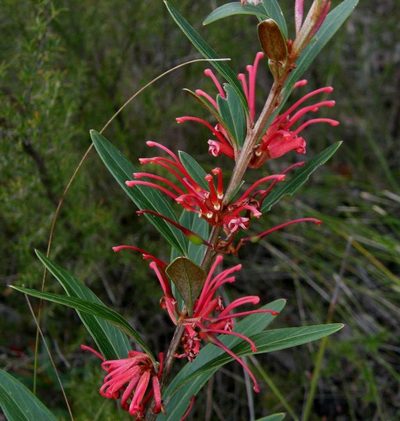 Grevillea dimorpha, photographed by linleymcg