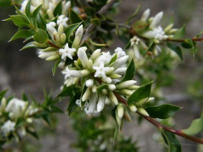 Styphelia rufa, photographed by linleymcg