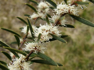 Hakea repullulans, photographed by linleymcg