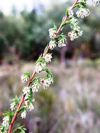 Leucopogon glacialis, photographed by linleymcg