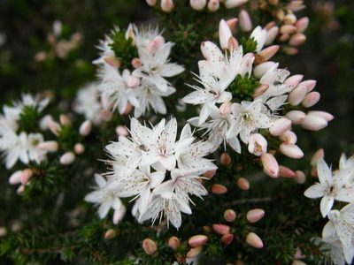 Calytrix alpestris, photographed by linleymcg