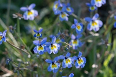 Downingia pulchella, photographed by Jonathan Eisen