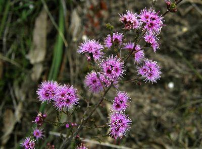 Kunzea parvifolia, photographed by linleymcg