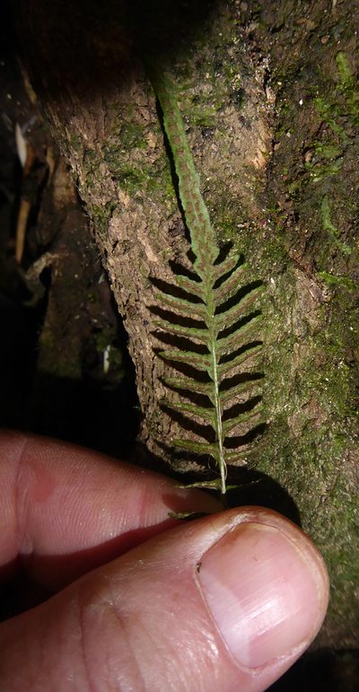 Doodia squarrosa, photographed by Peter de Lange