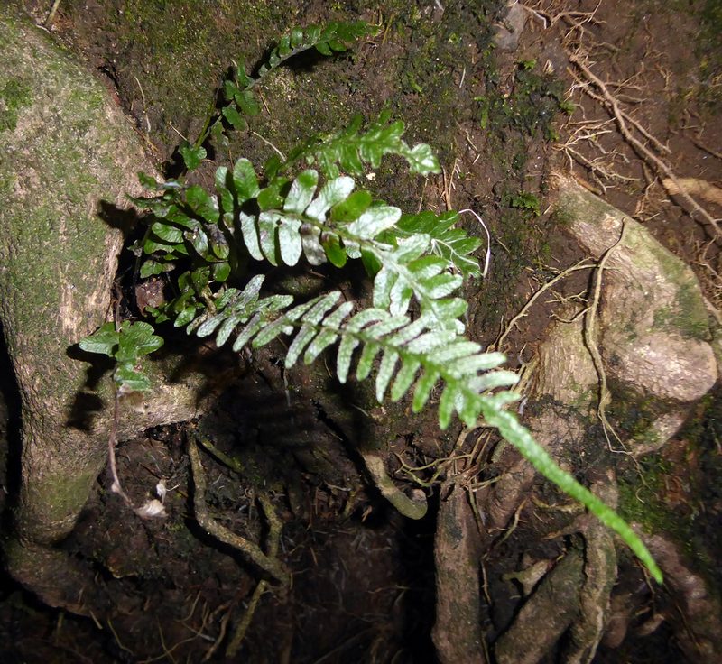 Doodia squarrosa, photographed by Peter de Lange