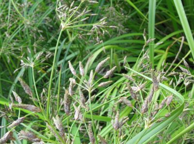 Scirpus radicans, photographed by Татьяна Горбушина