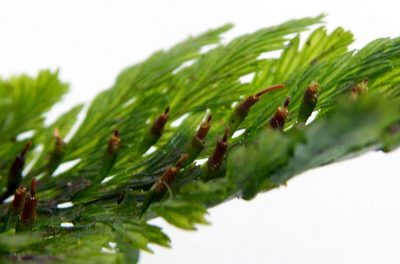 Abrodictyum elongatum, photographed by Peter de Lange