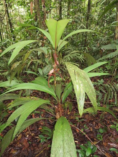 Geonoma stricta, photographed by Jens-Christian Svenning