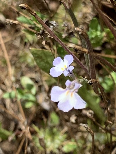 Downingia ornatissima, photographed by Leah Gardner