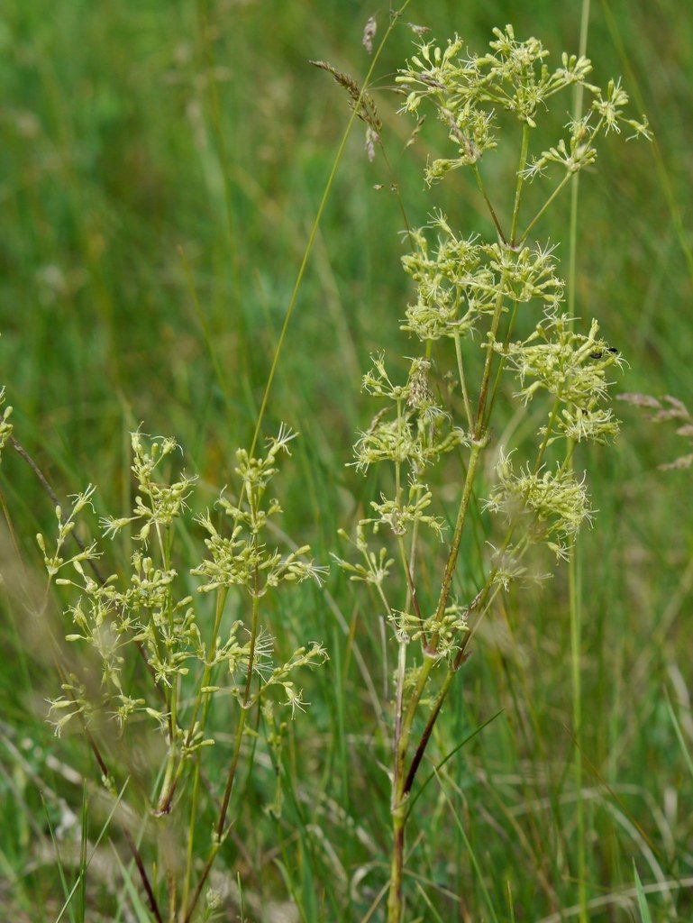 Silene chersonensis, photographed by Roman