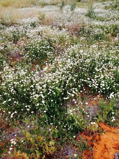 Rhodanthe corymbiflora, photographed by Gill Williams