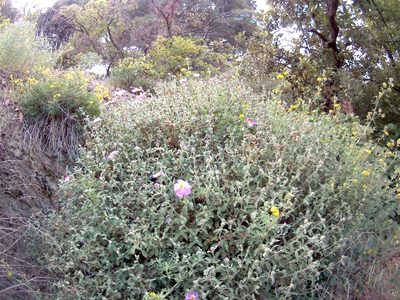 Cistus tauricus, photographed by Михаил Орлов