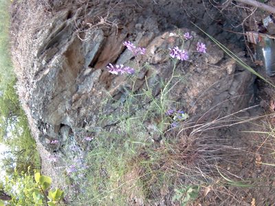 Vicia dalmatica, photographed by Михаил Орлов