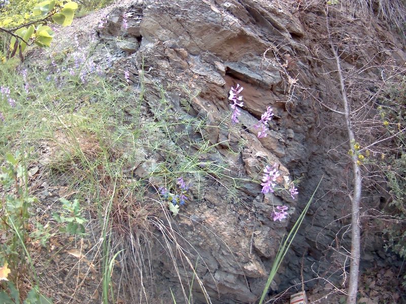 Vicia dalmatica, photographed by Михаил Орлов