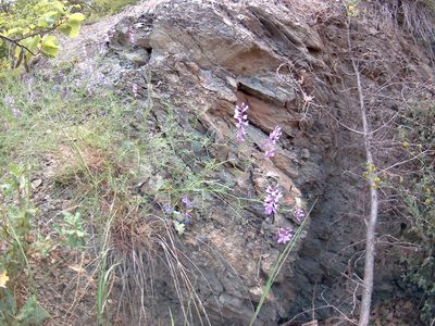 Vicia dalmatica, photographed by Михаил Орлов