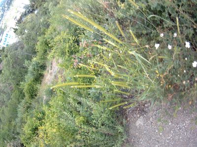 Hordeum bulbosum, photographed by Михаил Орлов